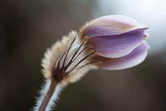 Fr�hlingsk�chenschelle - Zum Vergroessern klicken!